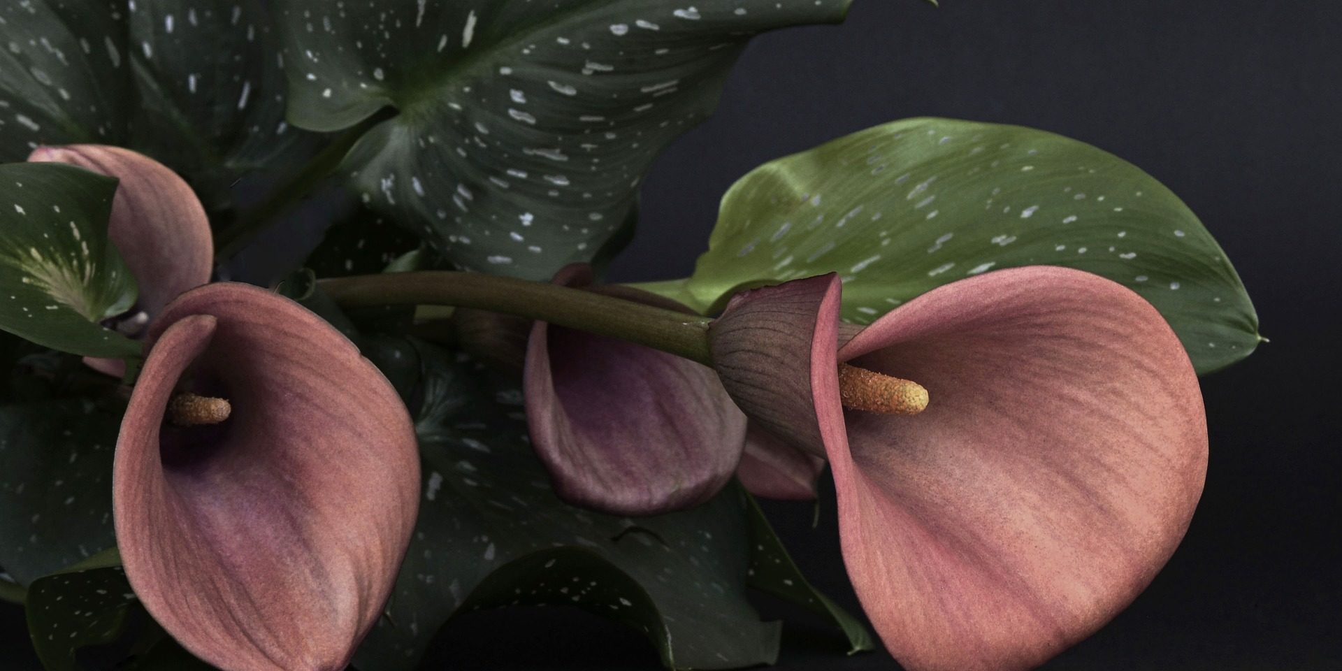 rosas duelo sasfer